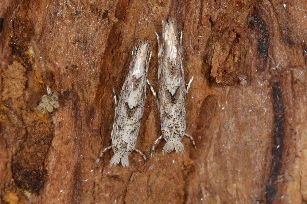 Gracillariidae : Phyllonorycter cfr. comparella